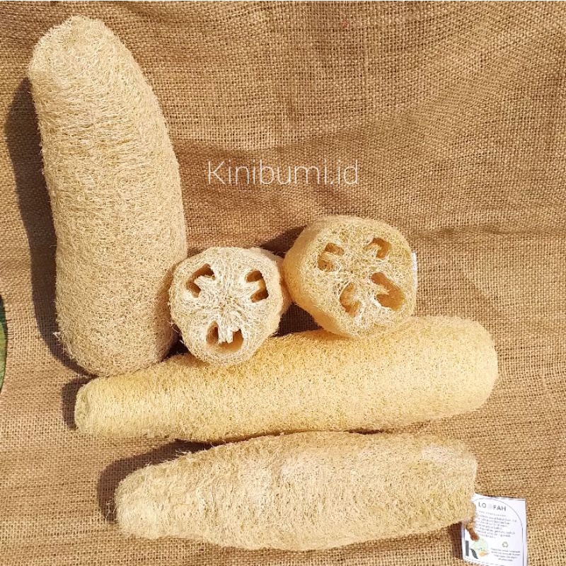 Gardenglories Loofah Gambas Kering Emes Blustru Spons Mandi Sponge Cuci Piring Jumbo 25-30 Cm