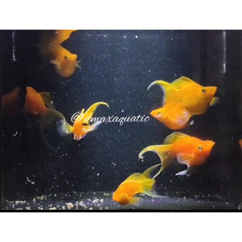 Promo Molly Sunkist Balon Lyretail