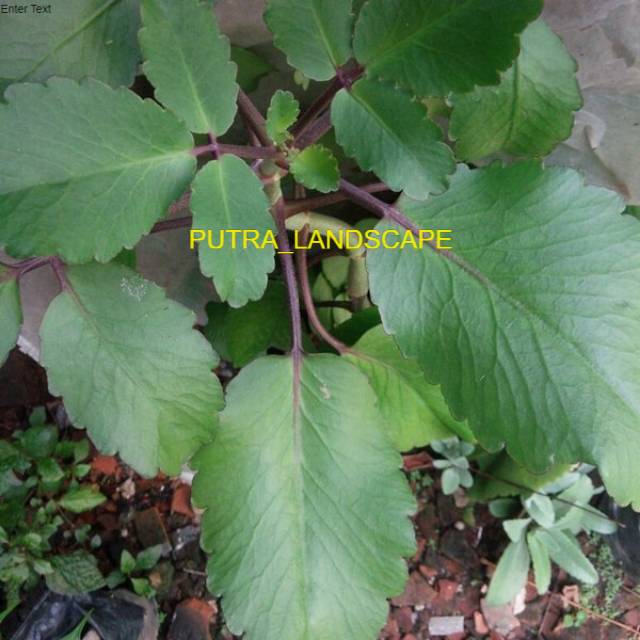Cocor bebek-tanaman herbal cocor bebek-pohon cocor bebek-tanaman herbal