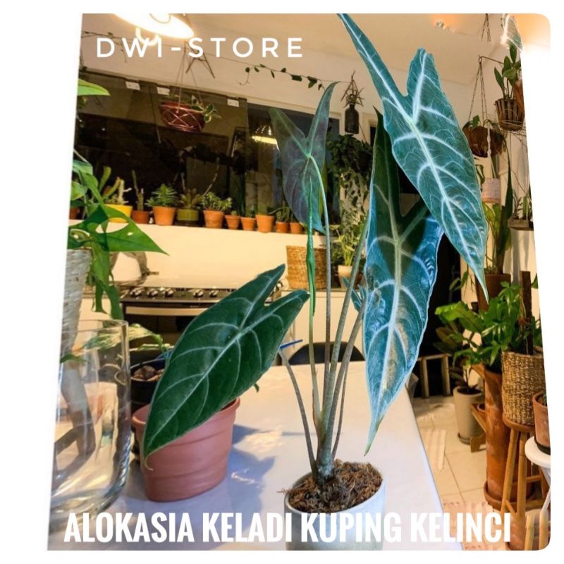 Alocasia Longiloba Serat Timbul - Keladi Kuping Kelinci - Alocasia Amazon lokal - Alocasia silver