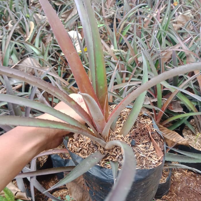 Luar Biasa Tanaman  Hias  Pohon Bunga Hias 