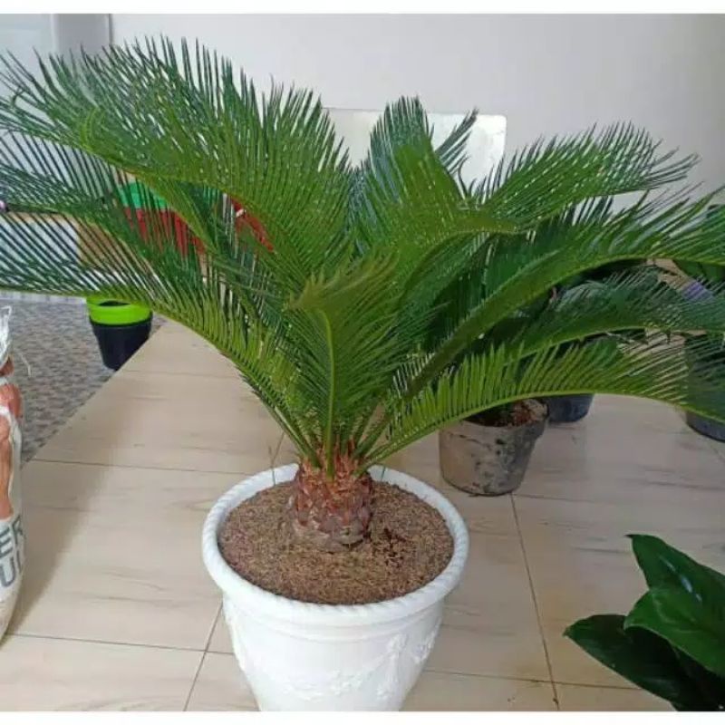 Tanaman hias palem sikas - bunga hidup