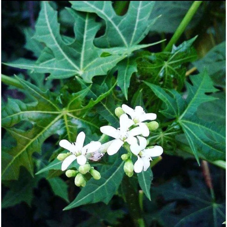 

Daun Pepaya manis/ pepaya jepang segar surga kebutuhan ku
