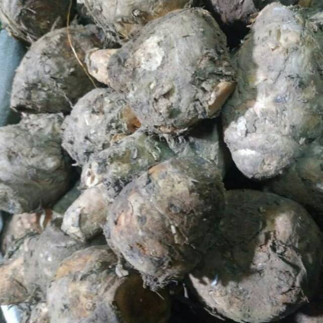 

Temulawak