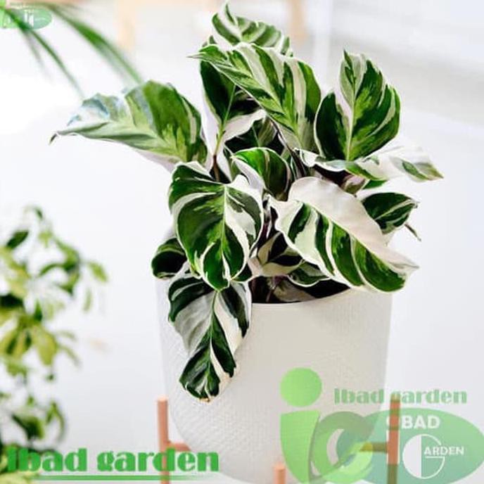 Baru Tanaman Hias Indoor Calathea Tisu White Fusion Ori Baru Tanaman Hias Indoor Calathea Tisu White Fusion Ori