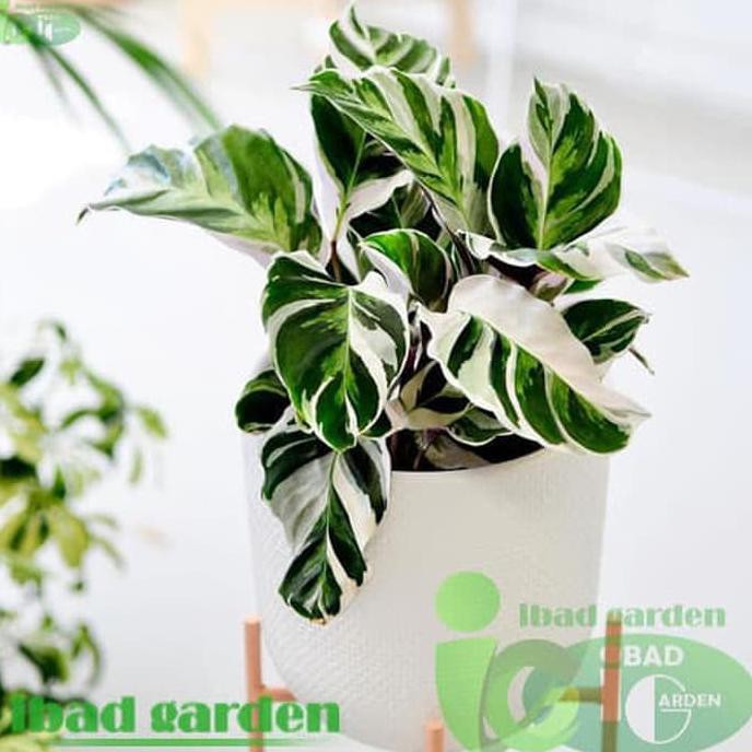 Baru Tanaman Hias Indoor Calathea Tisu  White Fusion Ori 