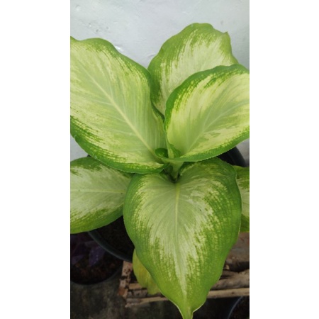JUAL TANAMAN HIAS DIEFFENBACHIA SEGUINE MURAH