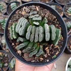 sukulen truncata