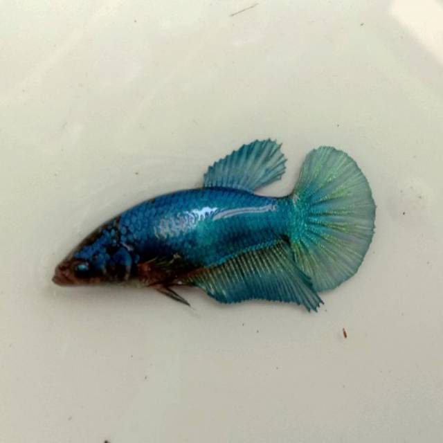 Ikan cupang female hmpk