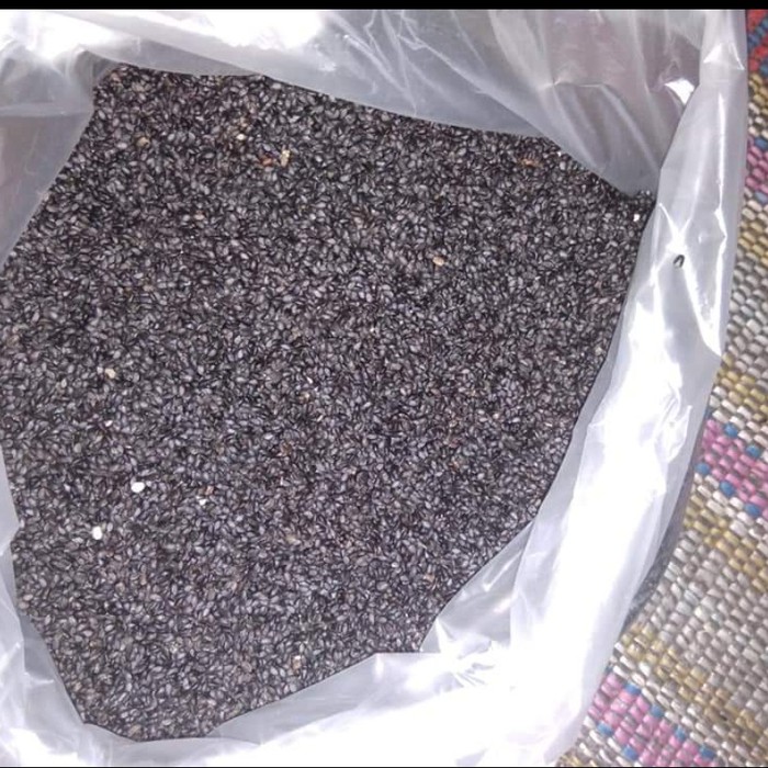 1 kg Biji Benih Daun Kemangi Sayur Bibit Sortir Terbaik