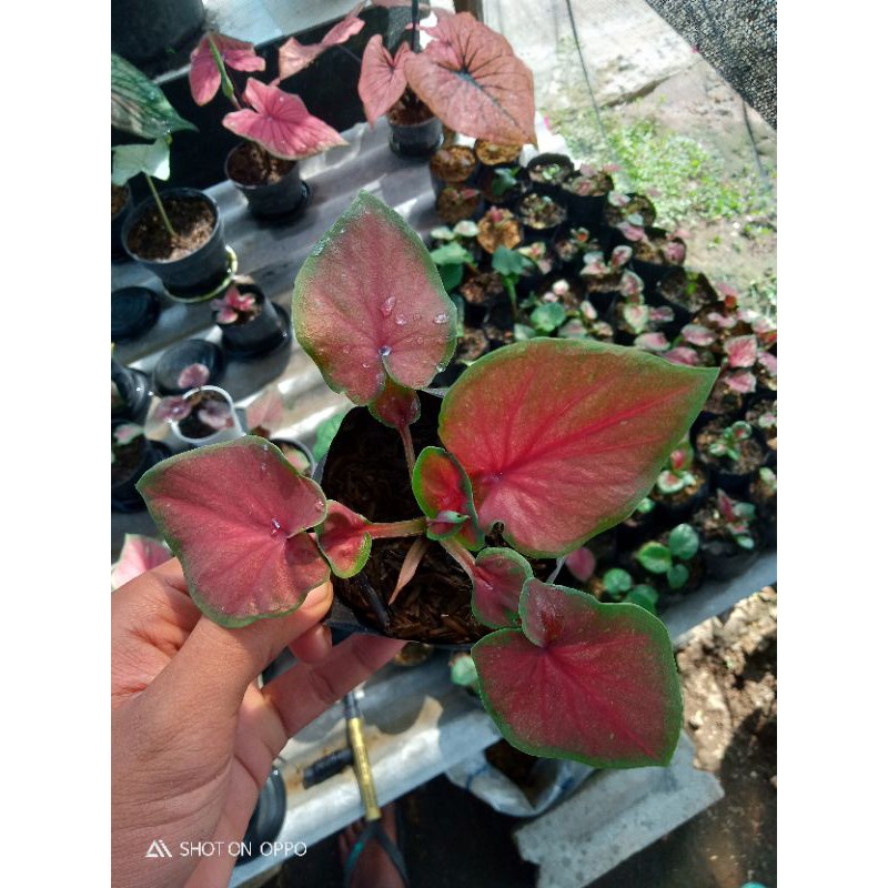 Tanaman hias Caladium/Keladi Red Jaguar doble lief