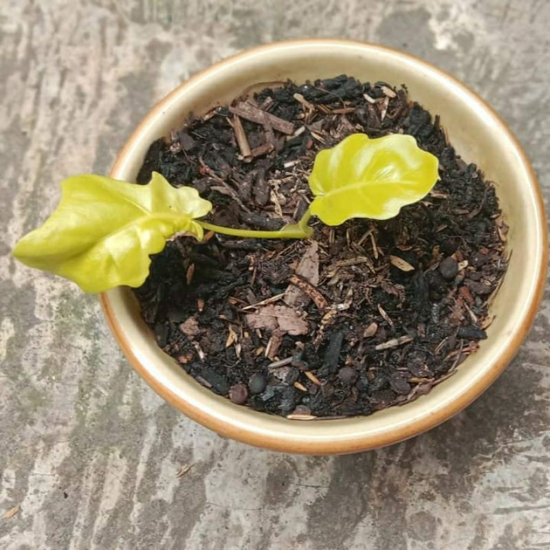 philodendron golden finger/golden warscewiczii