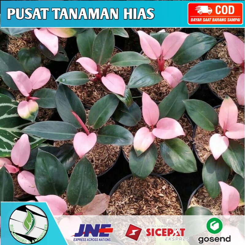 Tanaman hias philodendron pink congo - Philodendron pink congo - Philo pink congo