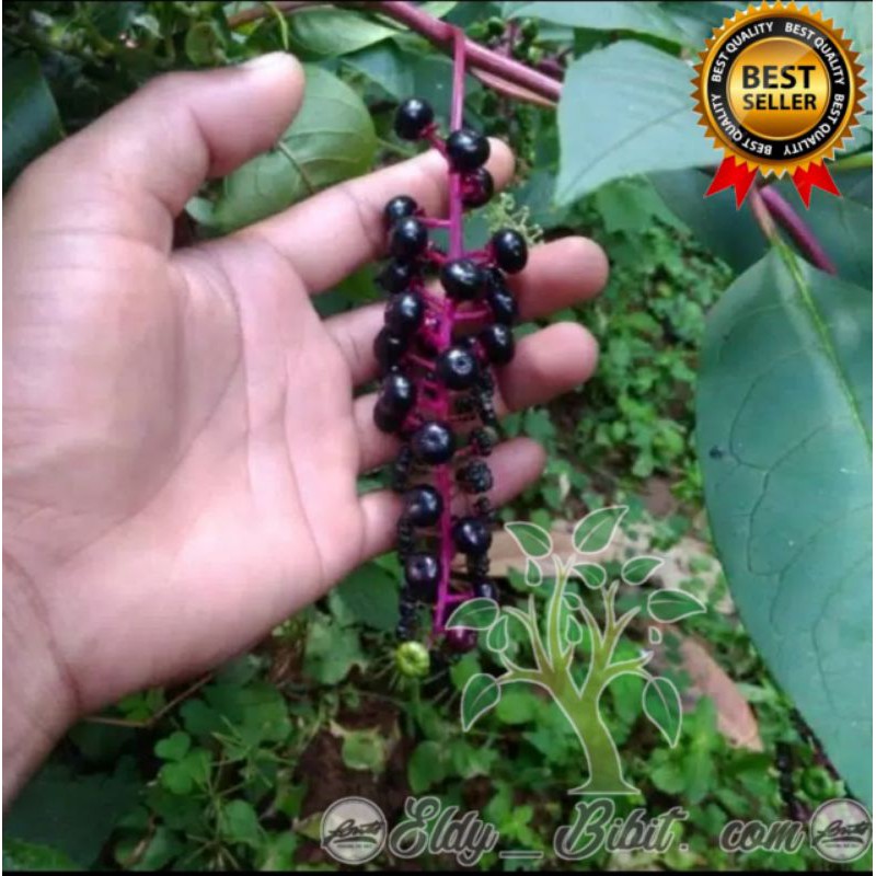 Benih Ginseng merah Korea ( original)