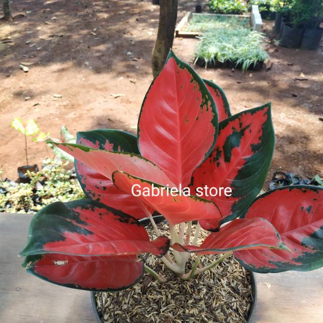 Aglaonema suksom jaipong