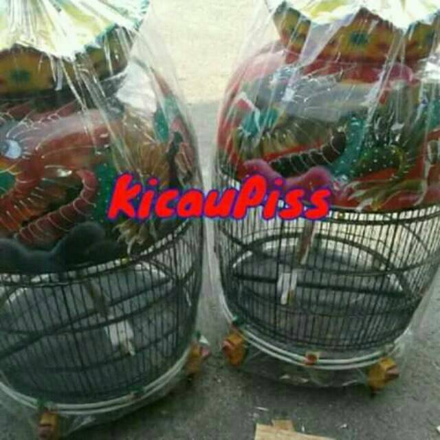 Kandang burung Perkutut semi mahkota