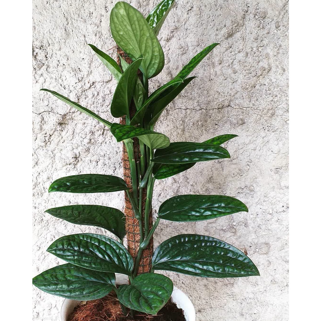 TANAMAN HIAS SIRIH BADAK + TURUS