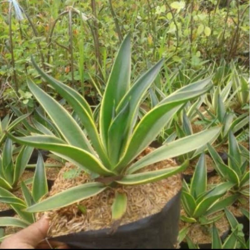 TANAMAN HIAS AGAVE CIKLOK KING