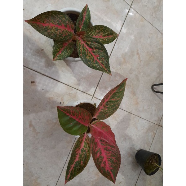 Paket Aglaonema Reanita dan Tiara