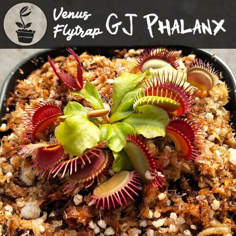 Tanaman Karnivora Venus Flytrap VFT GJ Phalanx