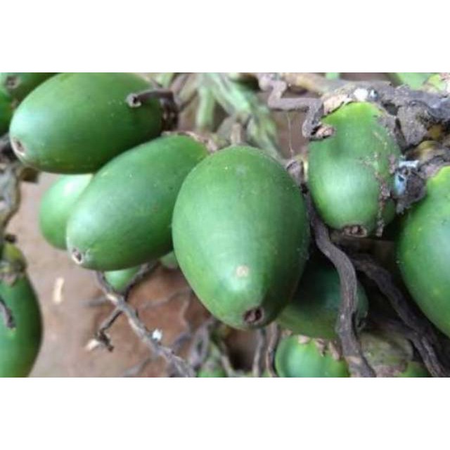 Buah Pinang Muda 1 Kg - [ GUMECROT ]