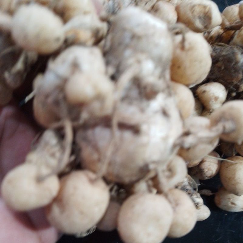 

KUNYIT PUTIH FRESH 1KG