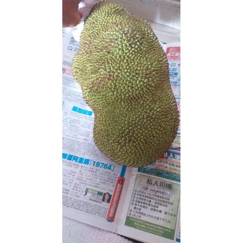 

nangka nikmat
