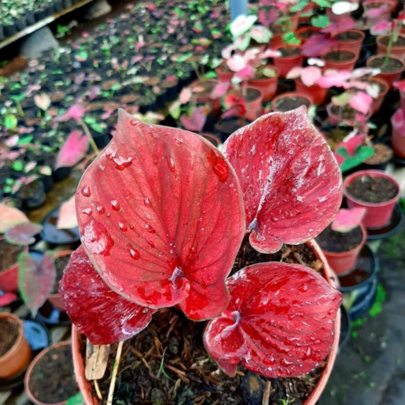 Keladi Red Jaguar | Tanaman Hias Caladium / Keladi Hias Anakan Red Jaguar Murah