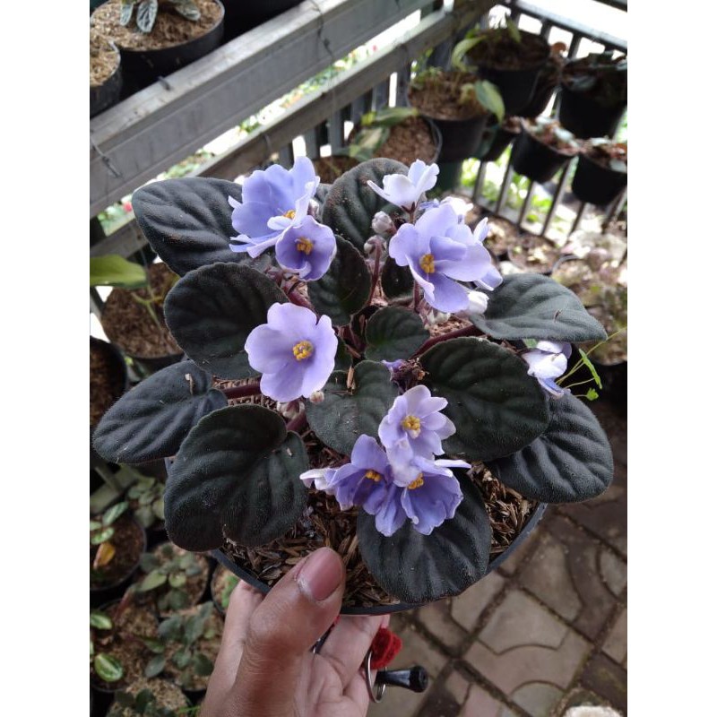 Tanaman Hias Bunga Violces/Begonia Violces Ungu