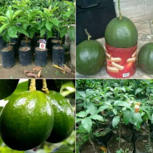 Bibit alpukat markus jumbo -pohon alpukat