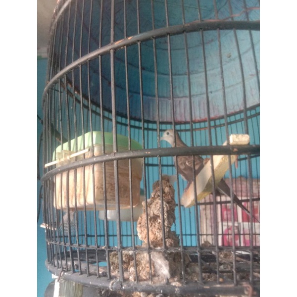 Burung perkutut lokal katuranggan Sri tumpuk