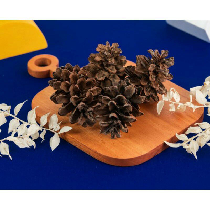 BIJI PINUS DEKORASI HIASAN PROPERTI FOTO PRODUK/BIJI PINUS RUSTIC/BUAH PINUS