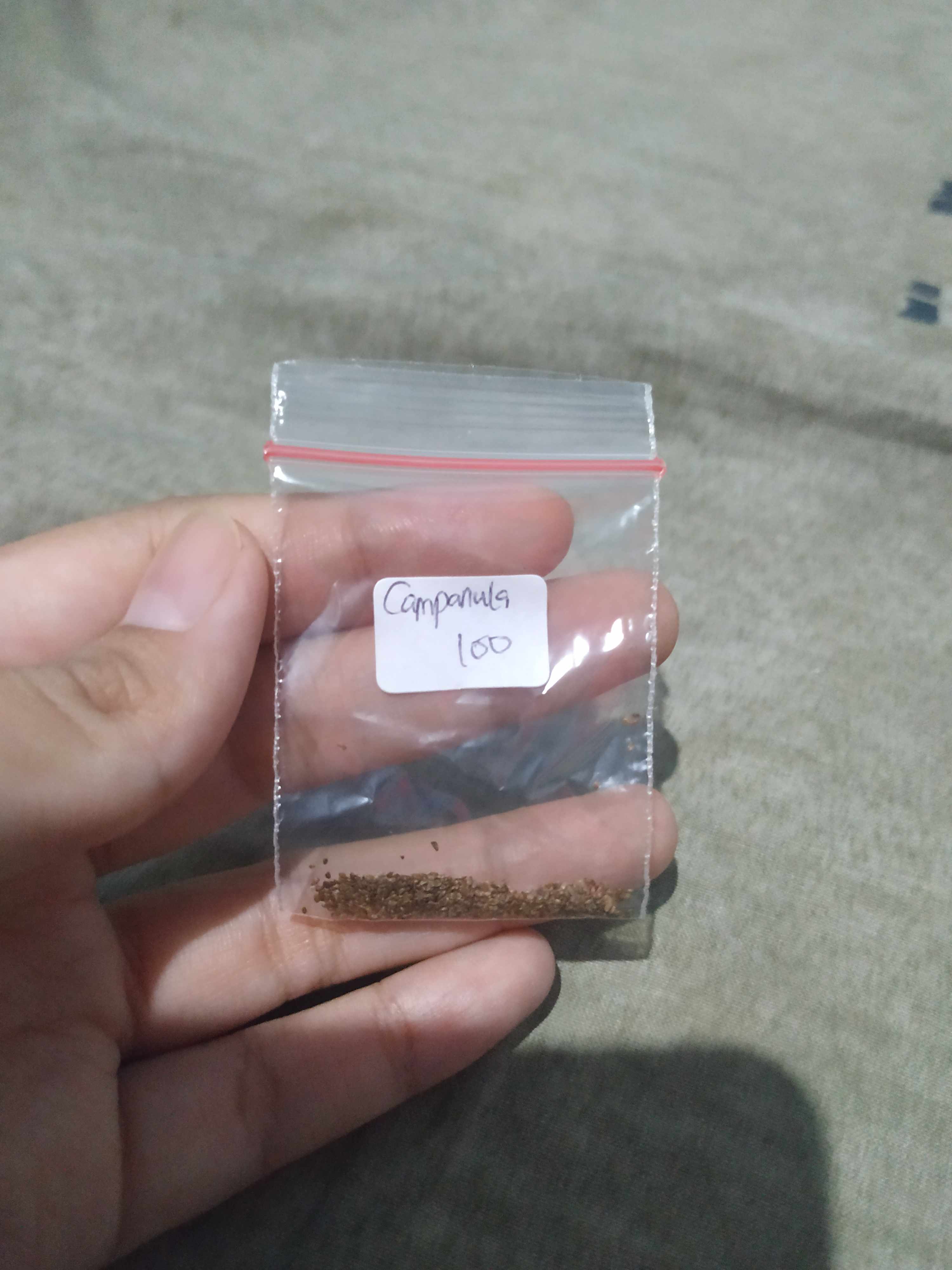 Bibit/benih/seeds Cup And Saucer Campanula Medium Tanaman Bunga Loceng Bell Flower