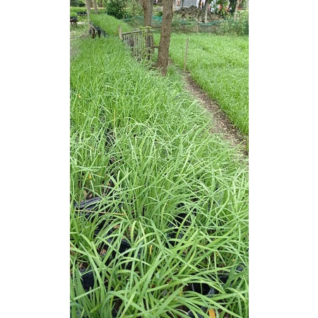 bibit kucai siap tanam