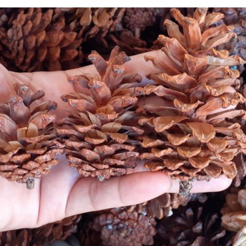 1 PCs Bunga Pinus Mekar Pinecone Pine Flower Kembang Pinus Proferty Foto Hiasan Craft Rustic Bunga Kering Lokal