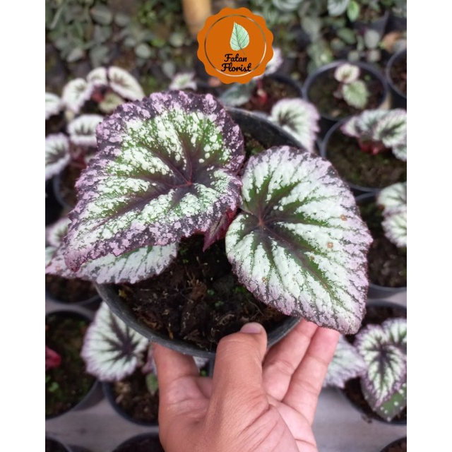 Begonia Ice Cream (Es Krim) Terlaris (Ukuran Remaja)