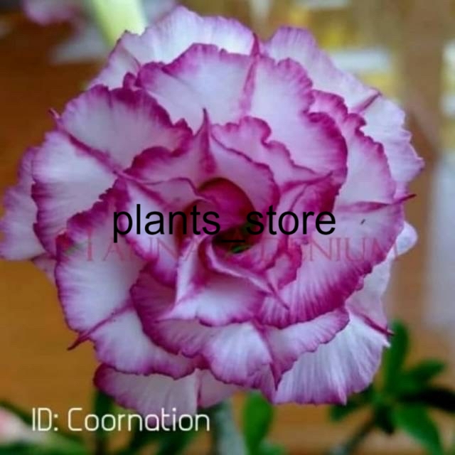 

Bibit Bunga Kamboja Adenium Cornatioon plants_store