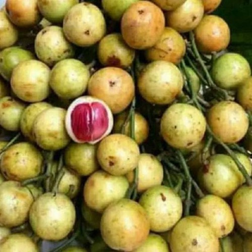 

Buah Menteng / Kemundung Fresh Segar 1 kg