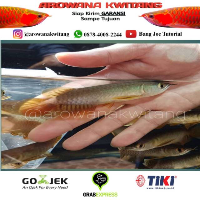 Ikan Arwana Golden Red  / Arowana Golden Red / Ikan Arwana RTG Size 10cm TERMURAH 