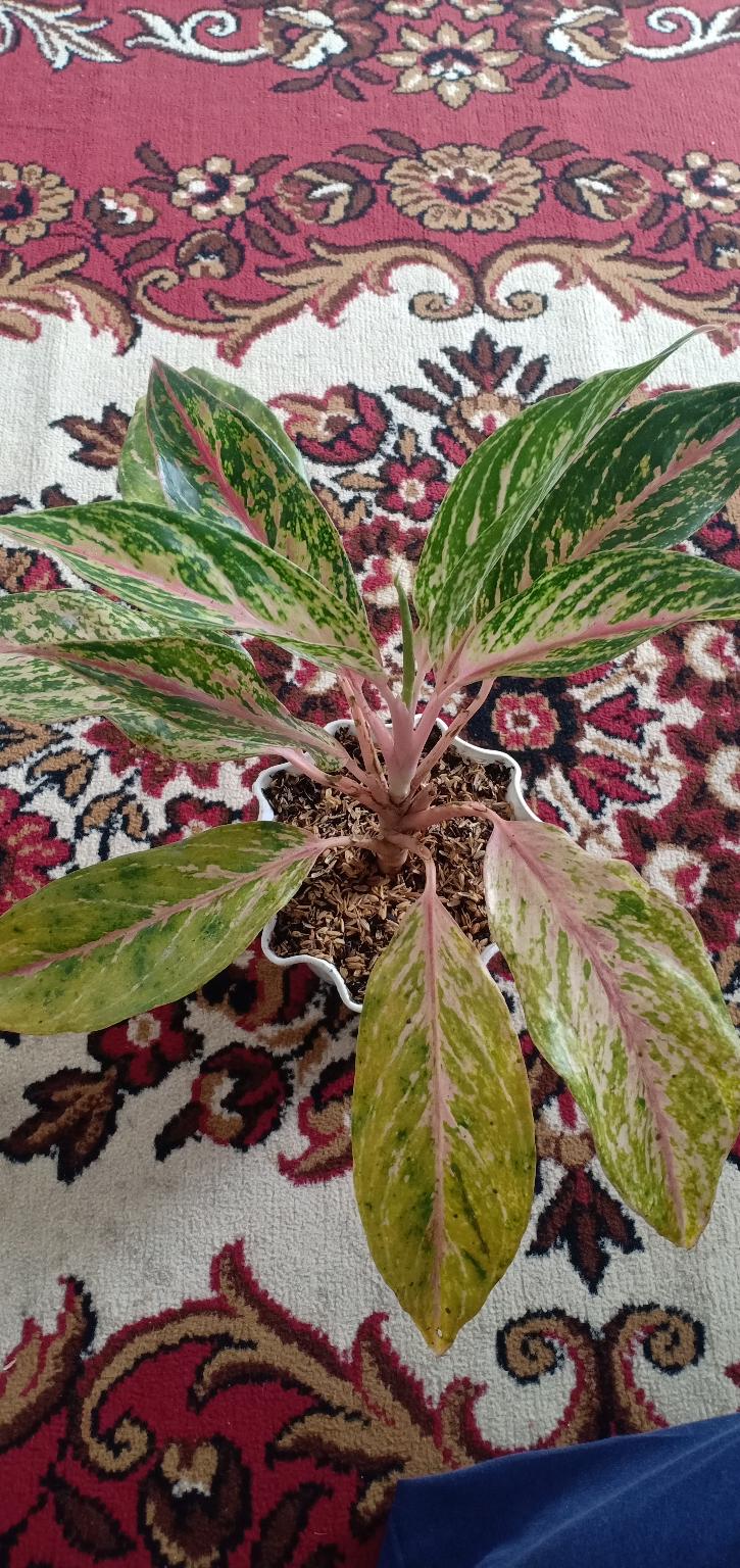 Aglonema Buterfly Induk