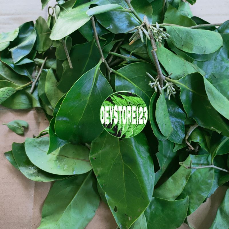 

Jual benalu pohon alfukat segar fress1 kg murah