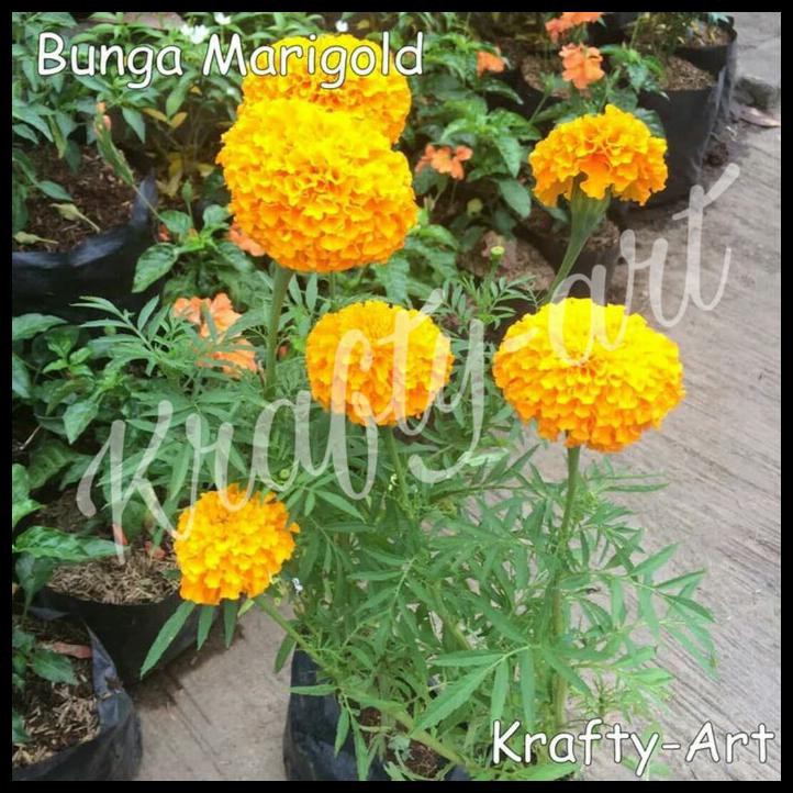 BUNGA MARIGOLD / BIBIT BUNGA MARIGOLD + POT