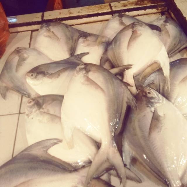 

Jual ikan bawal putih segar min 1kg