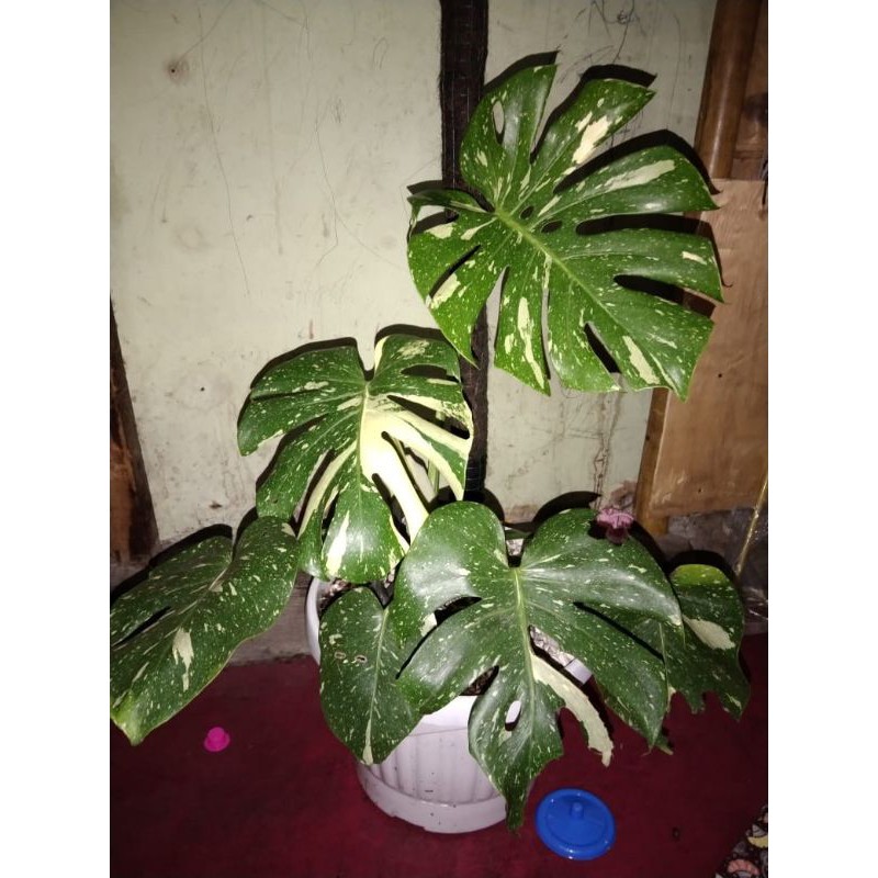 MONSTERA KING VARIGATA