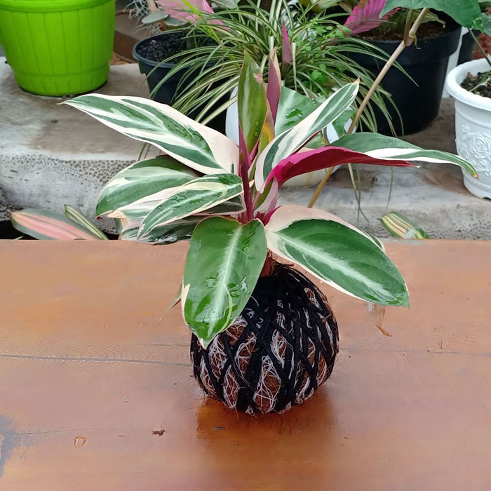  Tanaman  hias indoor KOKEDAMA calathea  multicolor  trio 