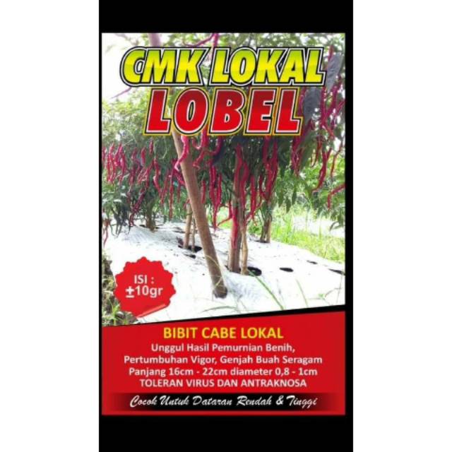 Bibit cabe CMK Lokal unggulan LOBEL