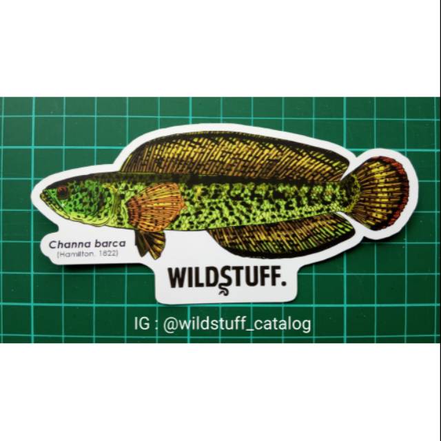 Sticker Wildstuff - Channa barca