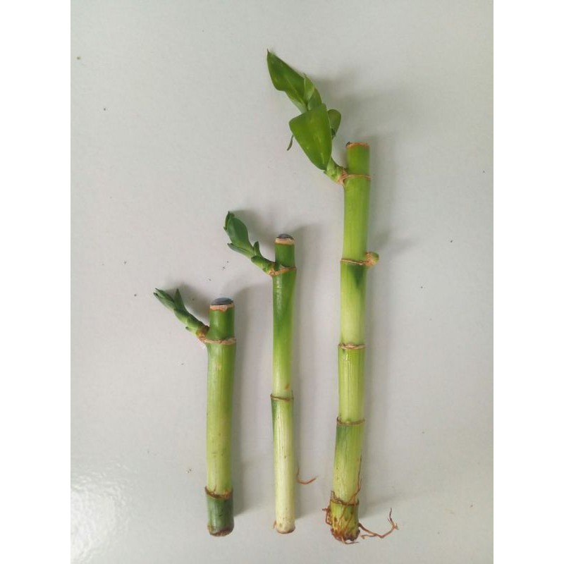 BAMBU HOKI - Bibit bambu hoki