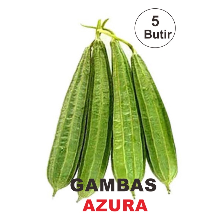 BENIH BIJI BIBIT SAYURAN/SAYUR/GAMBAS/OYONG/AZURA