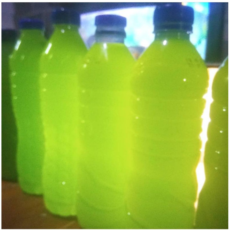 Green Water Untuk Pakan Makanan Kutu Air Moina Daphnia Magna